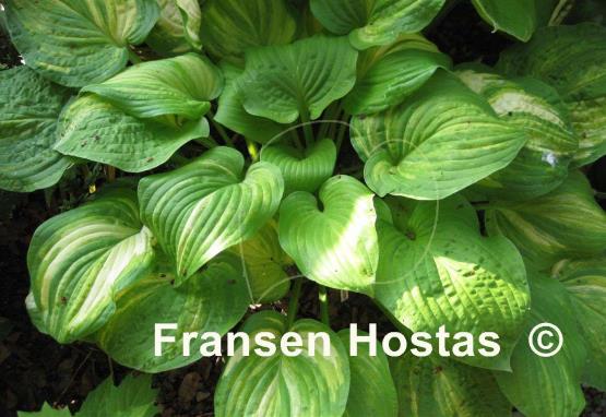 Hosta Fascination