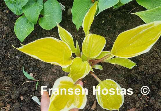 Hosta Fashionista