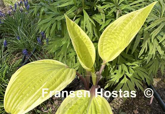 Hosta Fashionista