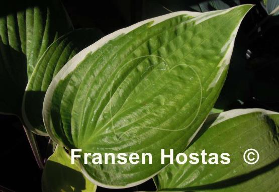 Hosta Fashionista