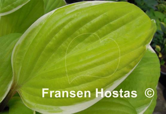 Hosta Fashionista