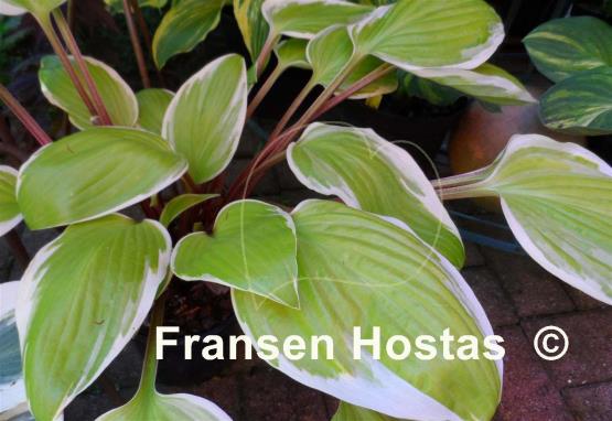 Hosta Fashionista