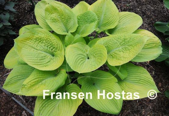 Hosta Fat Cat