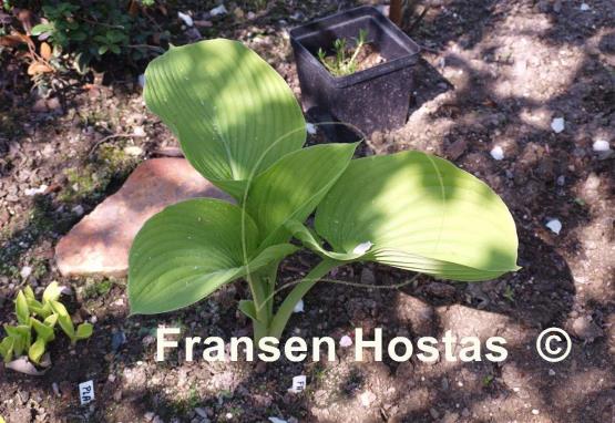 Hosta Fat Cat