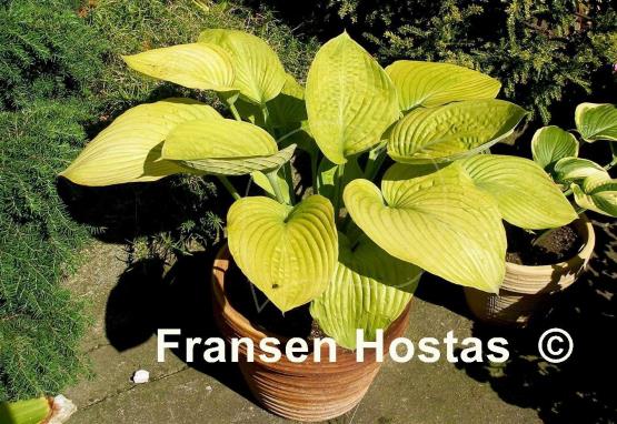 Hosta Fat Cat