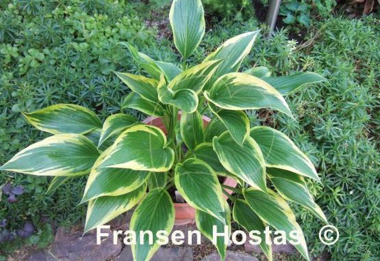 Hosta Fatal Attraction
