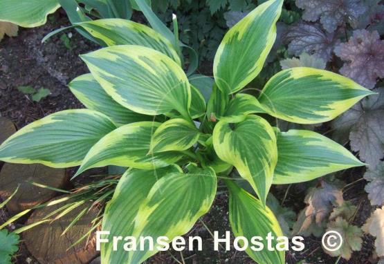 Hosta Fatal Attraction