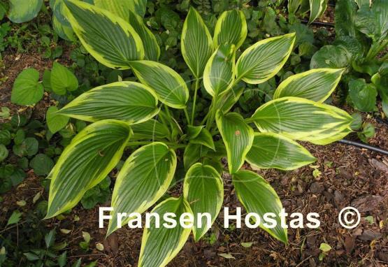 Hosta Fatal Attraction