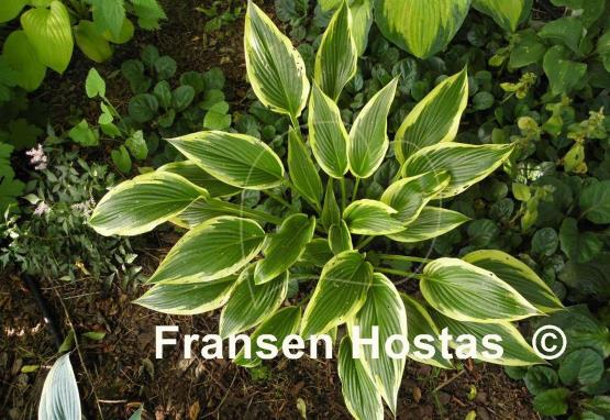 Hosta Fatal Attraction