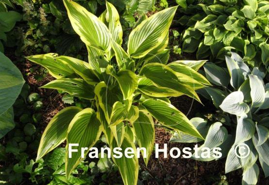 Hosta Fatal Attraction