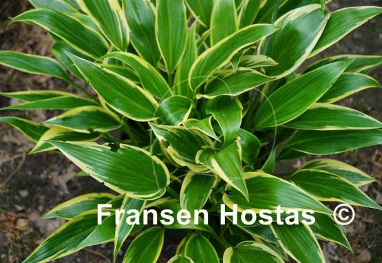 Hosta Fatal Attraction
