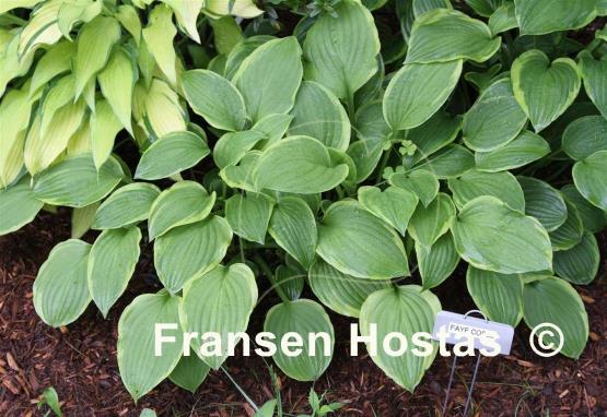 Hosta Faye Coble
