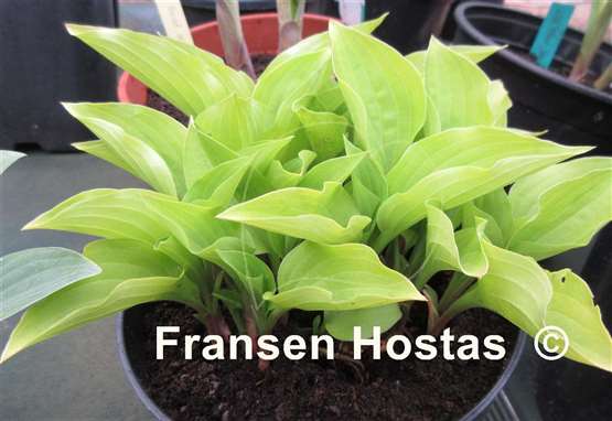 Hosta Feather Boa
