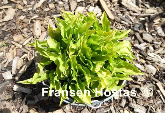 Hosta Feather Boa