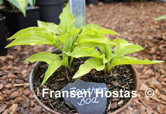 Hosta Feather Boa