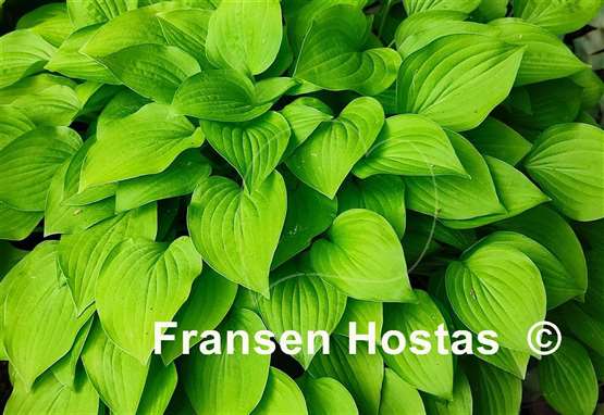 Hosta Feather Boa