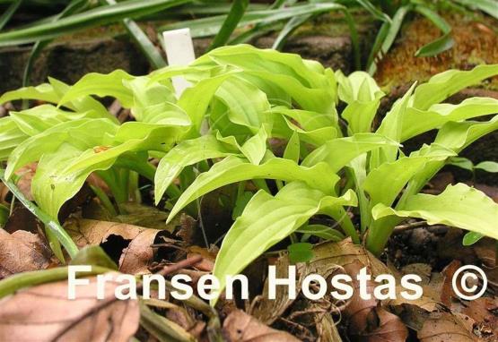 Hosta Feather Boa