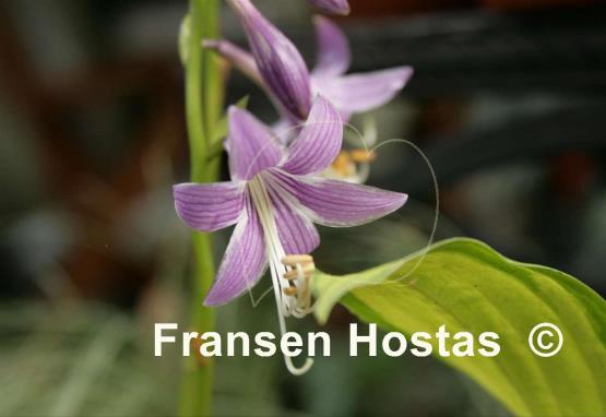 Hosta Feather Boa