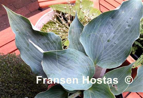 Hosta Feel the Sky