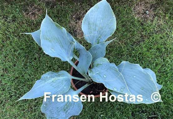 Hosta Feel the Sky