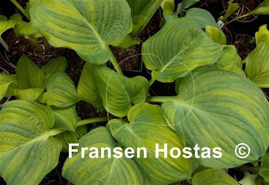 Hosta Fickle Blue Genes