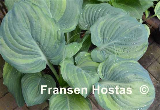 Hosta Fickle Blue Genes