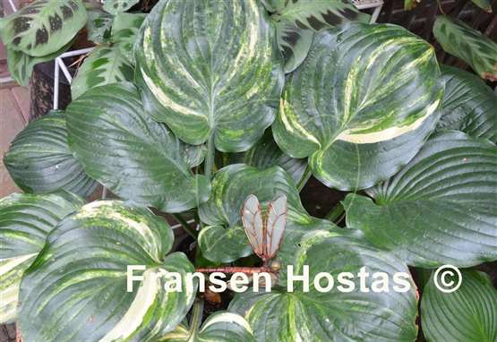 Hosta Fickle Blue Genes