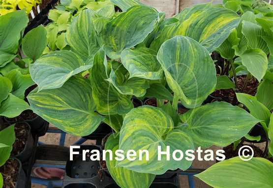 Hosta Fickle Blue Genes