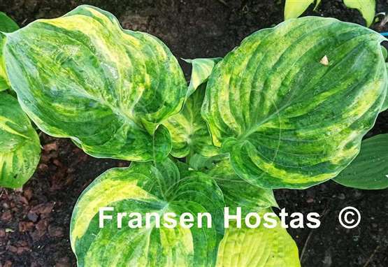 Hosta Fickle Blue Genes