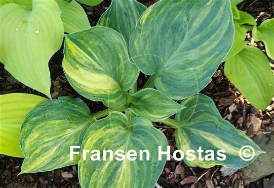 Hosta Fickle Blue Genes
