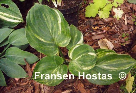 Hosta Fickle Blue Genes