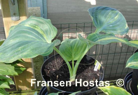 Hosta Fickle Blue Genes
