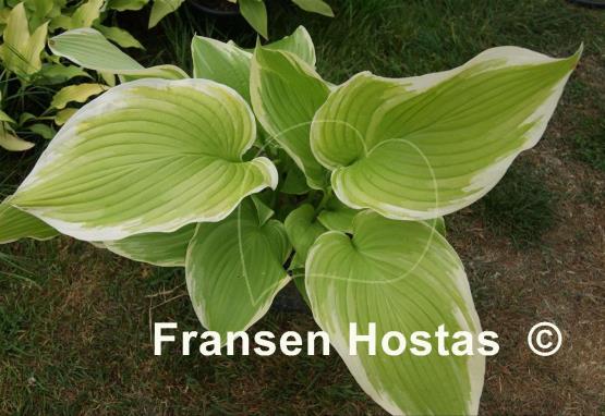 Hosta Fiesta