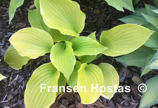 Hosta Fiesta