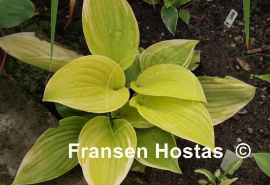 Hosta Fiesta