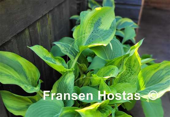 Hosta Filagree