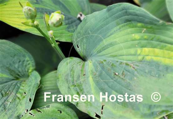Hosta Filagree