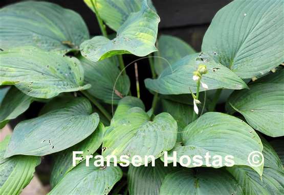 Hosta Filagree