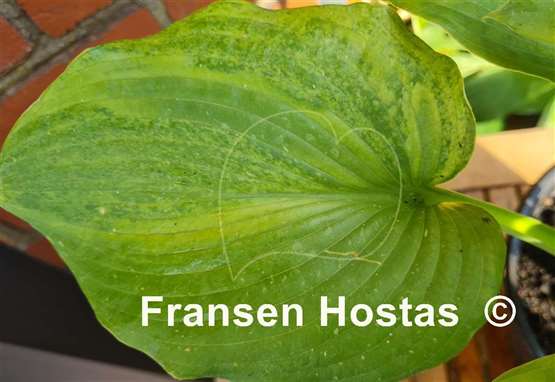 Hosta Filagree