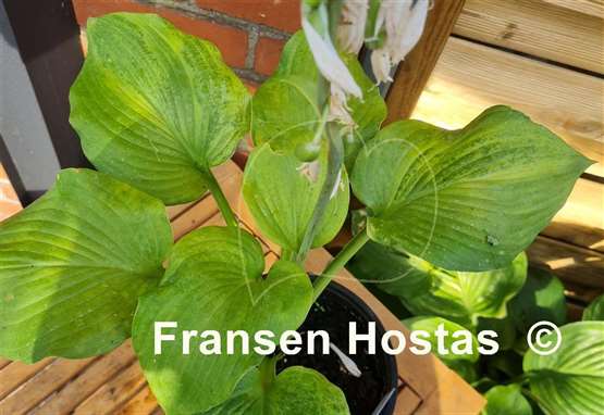 Hosta Filagree