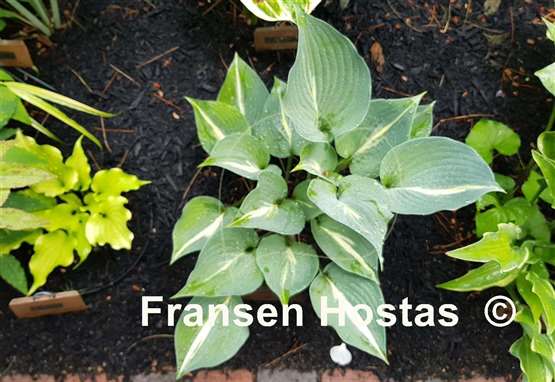 Hosta Filled with Extasy