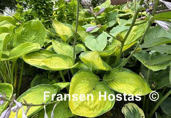 Hosta Final Summation