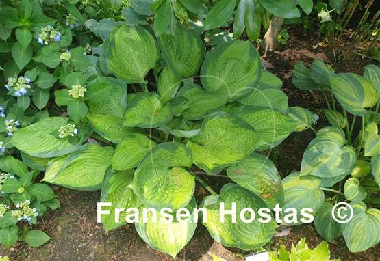 Hosta Final Summation