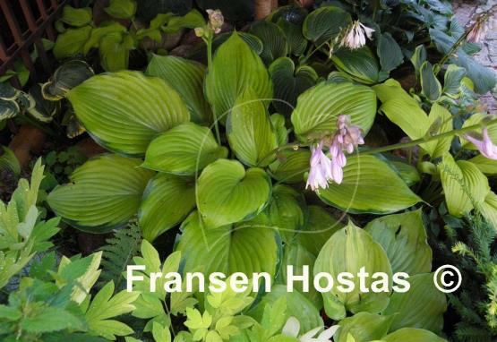 Hosta Final Summation