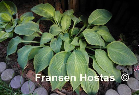 Hosta Fingerprint