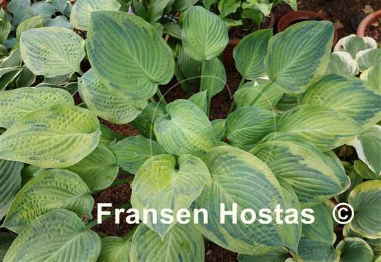 Hosta Fingerprint 