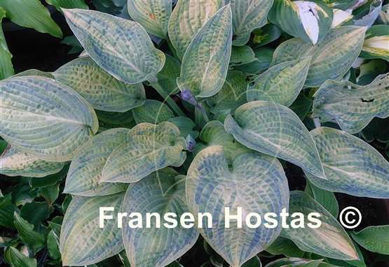 Hosta Fingerprint