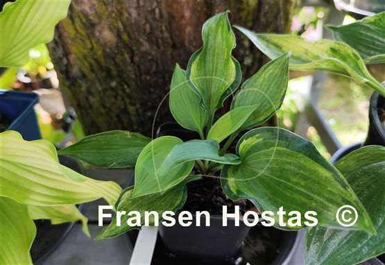 Hosta Finnish Beauty