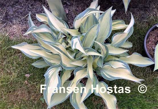 Hosta Finnish Beauty
