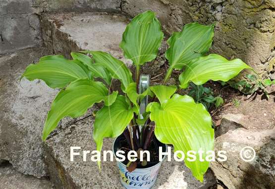 Hosta Fire Dance 